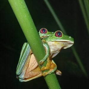 Jungle Night Tour