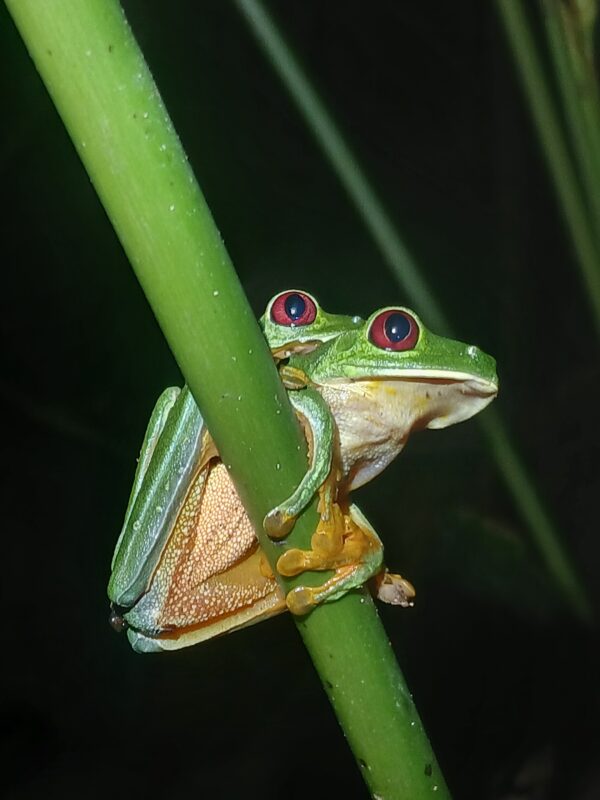 Jungle Night Tour