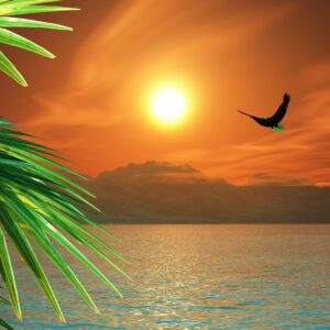 Sunrise Bird Watching Tour
