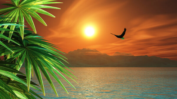 Sunrise Bird Watching Tour