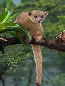 Costa rica rainforest hikes