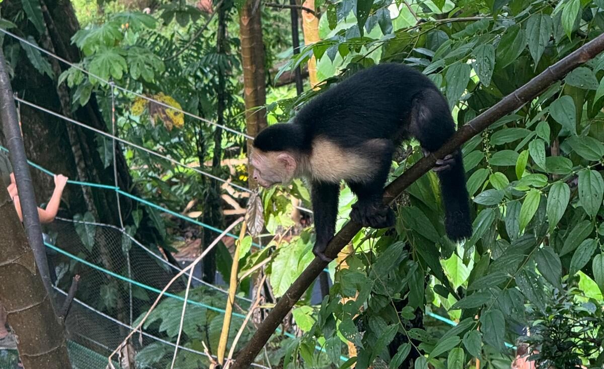 Capuchin Monkey