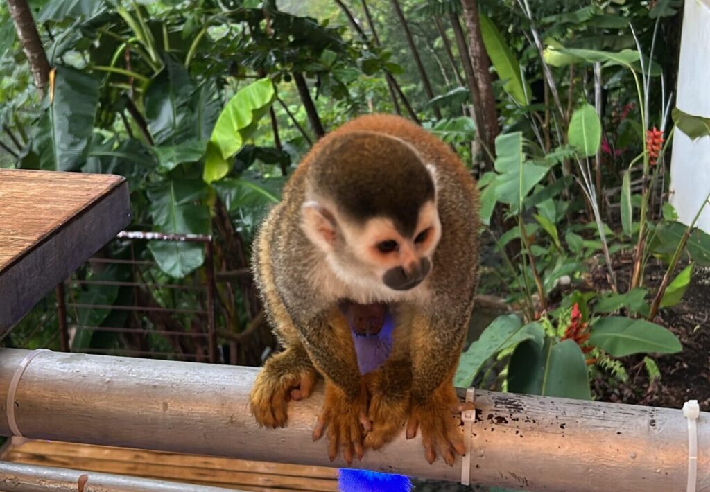 Costa rica rainforest hikes
