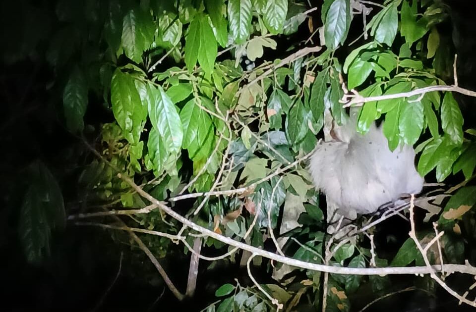 Jungle Night Tour - Image 5