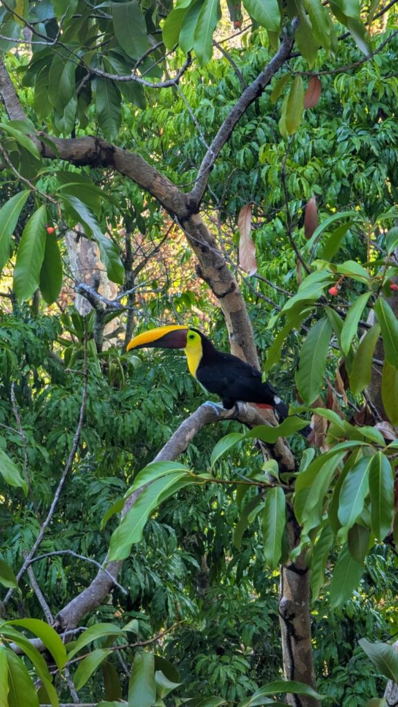 Toucan