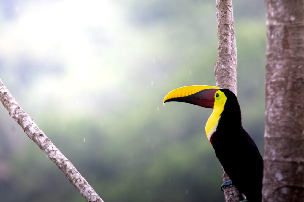 Costarica nature and hikes